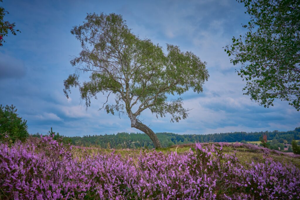 Küstenheide in Altenwalde